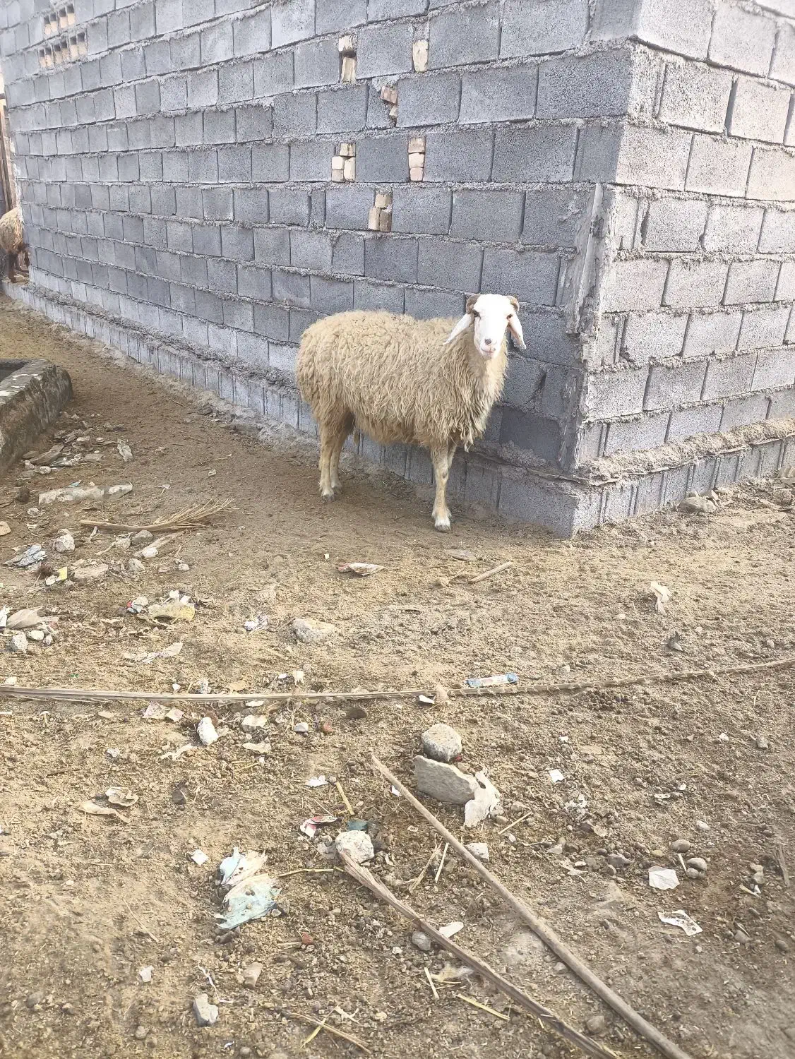 یک عدد بره جوان آبستن خوش خوراک|حیوانات مزرعه|شادگان, |دیوار