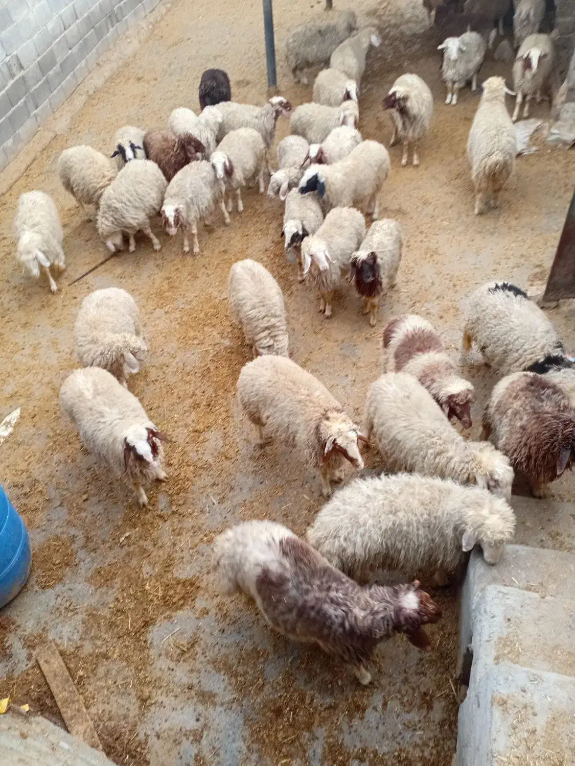 بره چاق|حیوانات مزرعه|کرمانشاه, |دیوار