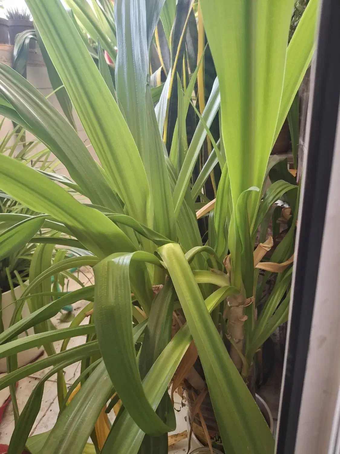 گل آپارتمانی گل یاس|گل و گیاه طبیعی|یزد, |دیوار