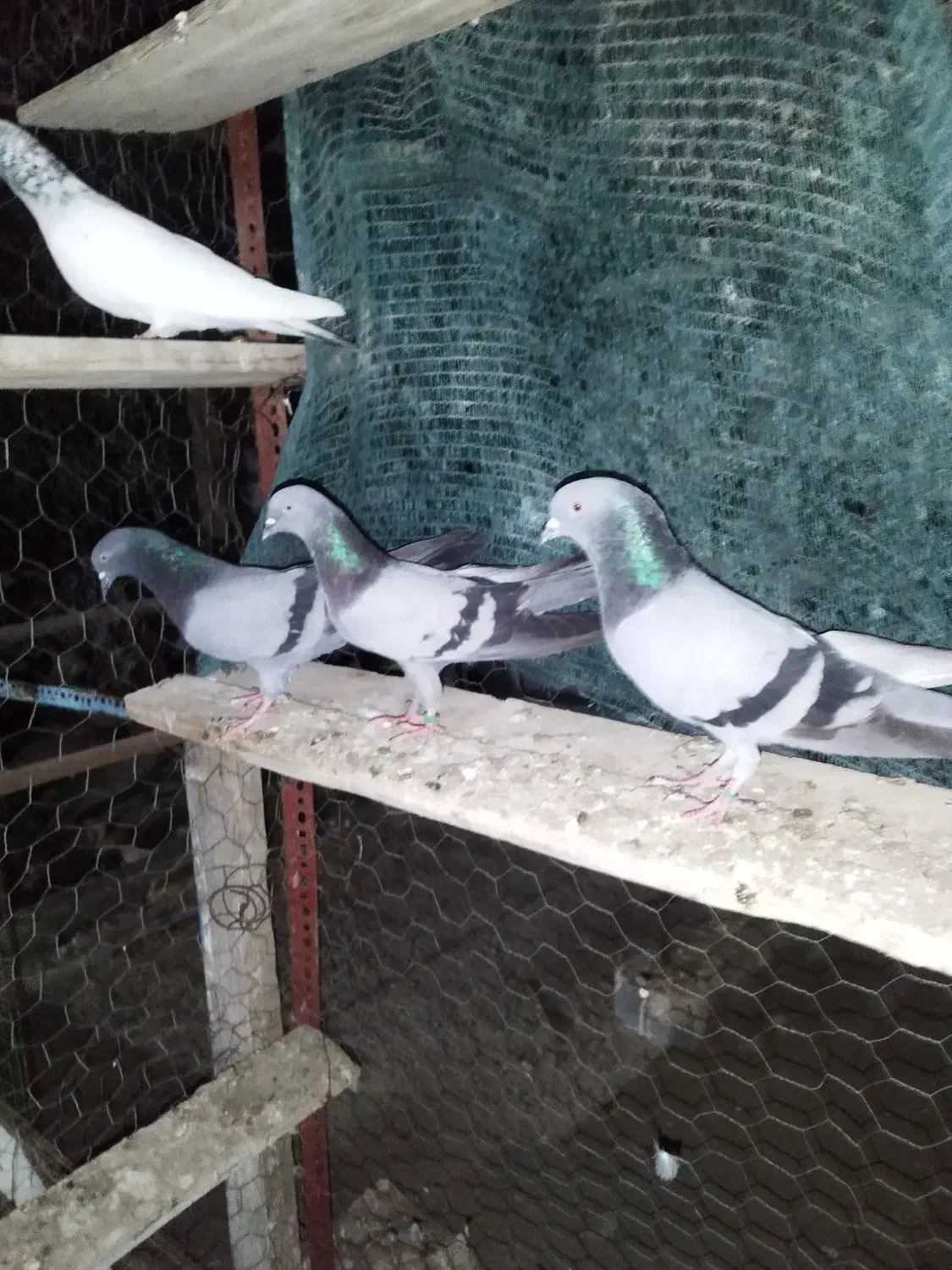 سه عدد سبز پاکستانی درجه یک|پرنده|میناب, |دیوار