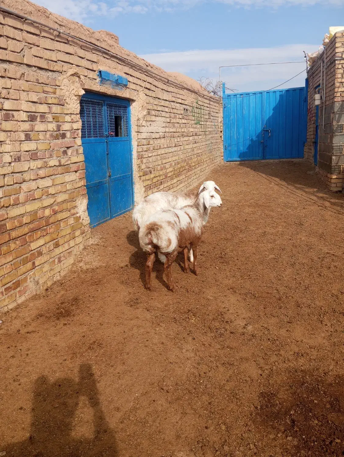 دو راس بره فروشی|حیوانات مزرعه|تربت جام, جامرود|دیوار