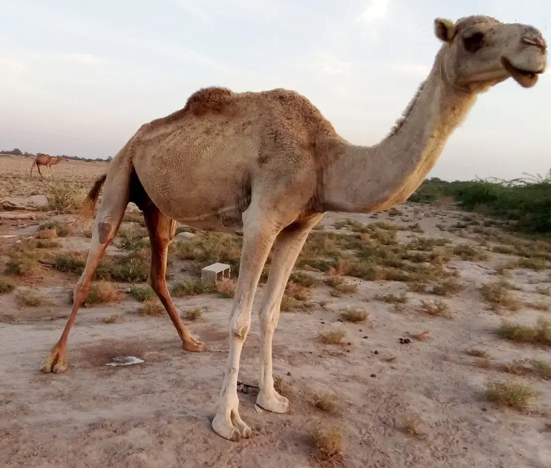 شتر ماده|حیوانات مزرعه|میناب, |دیوار