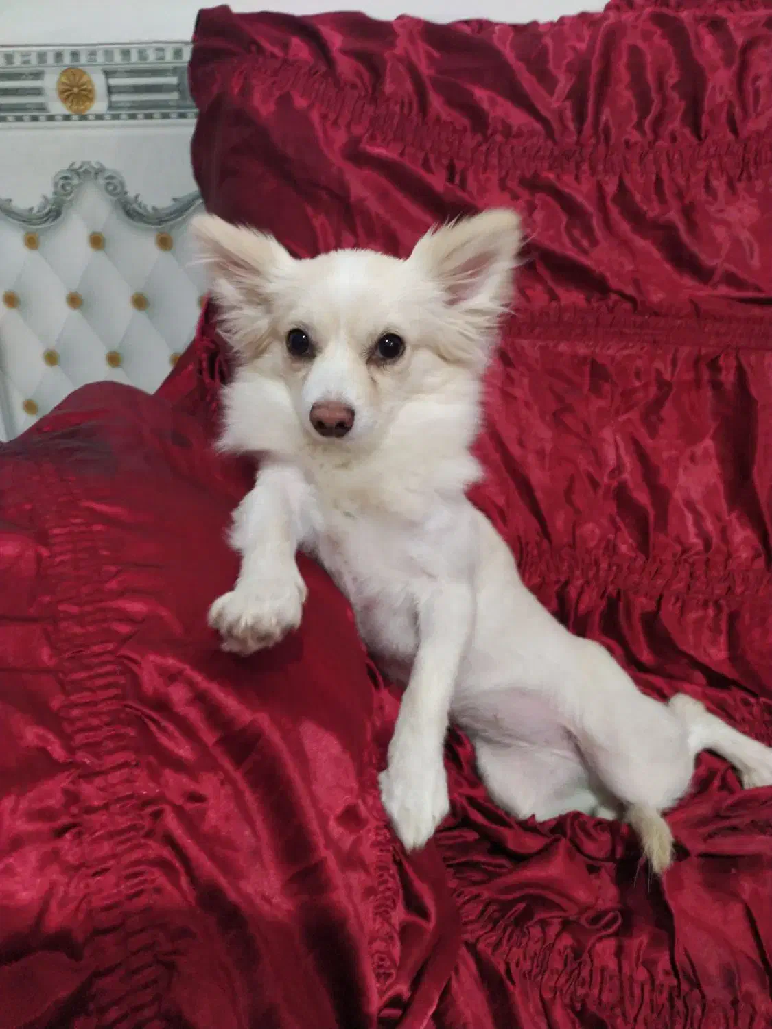 سگ سفید نژاد دار پاکوتاه|حیوانات|کرمان, |دیوار