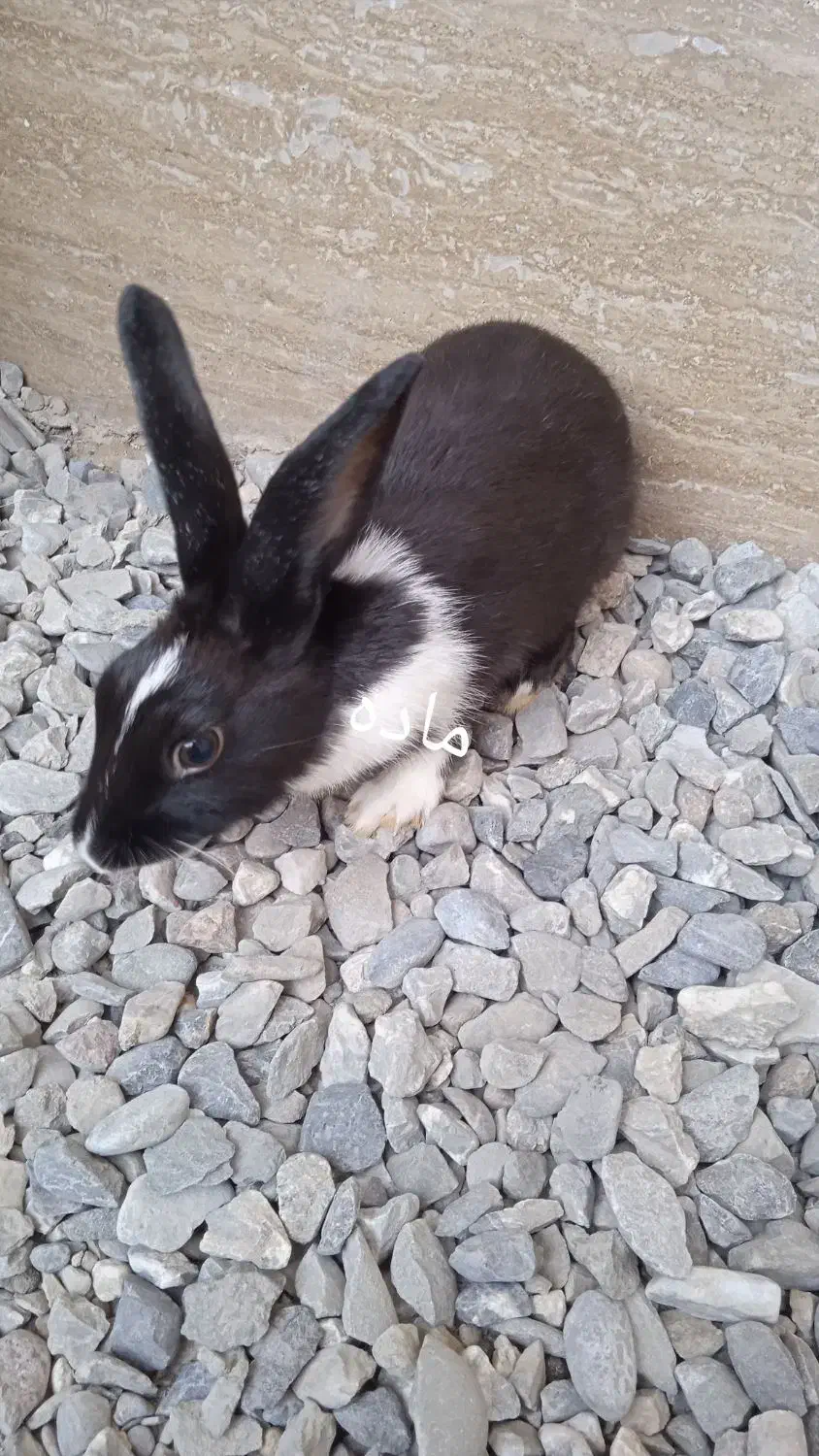 خرگوش|موش و خرگوش|ایرانشهر, |دیوار