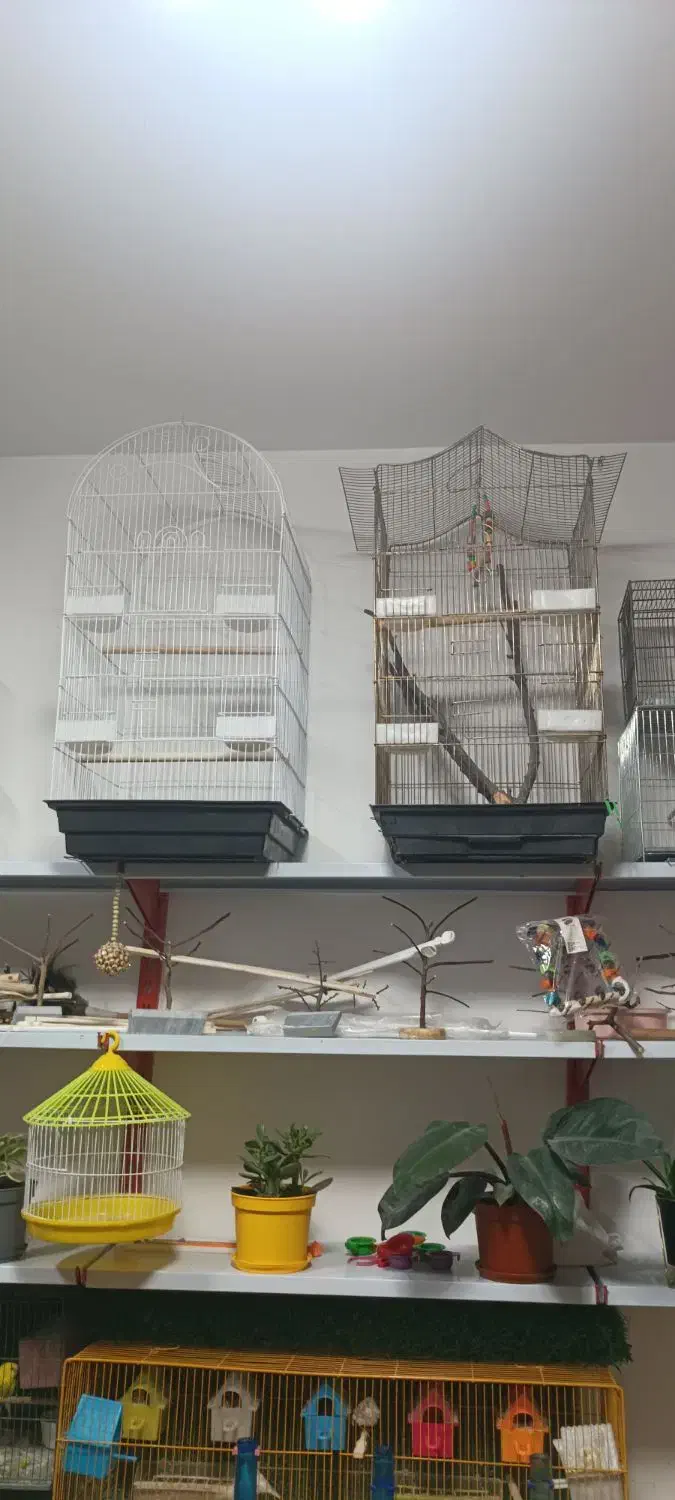 مغازه|پرنده|ماکو, |دیوار