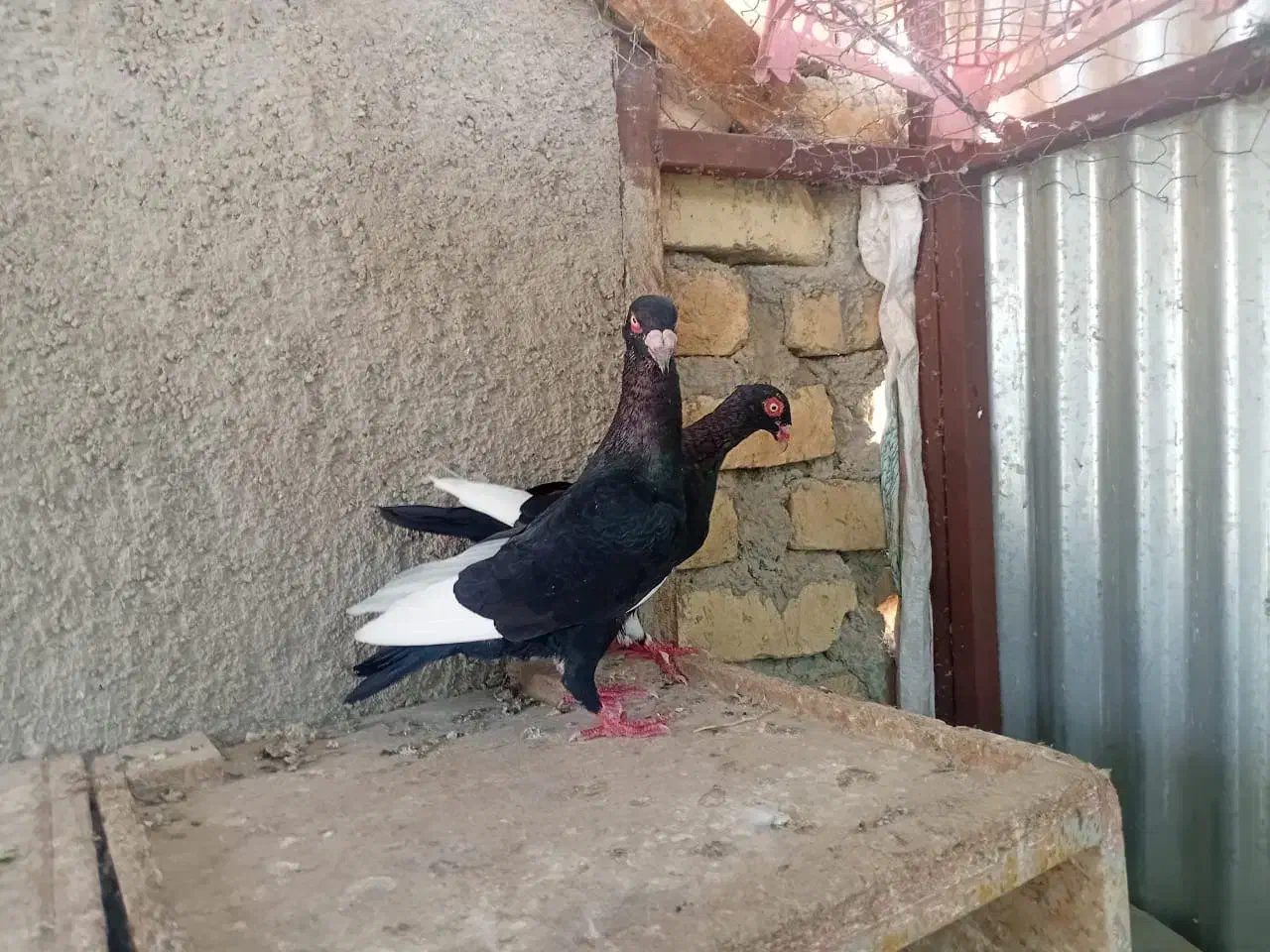 قره سیاه دنش|پرنده|شیراز, گویم|دیوار