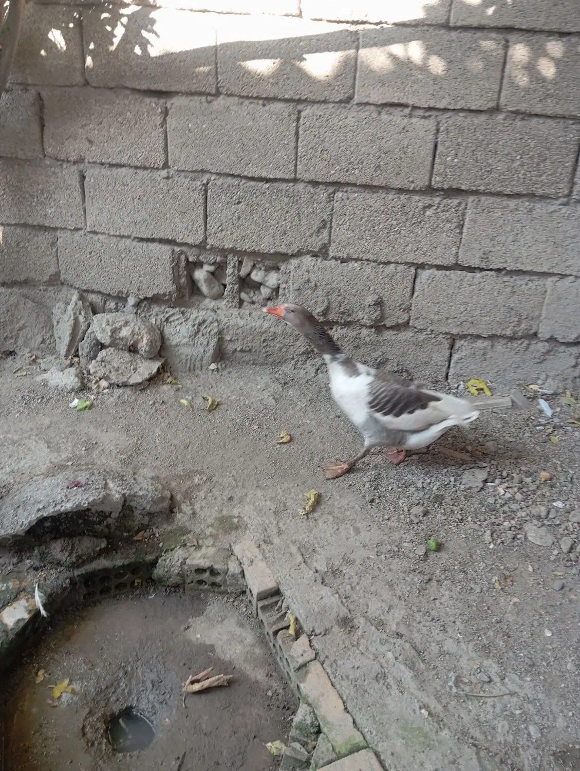 غاز نر جوانه|حیوانات مزرعه|رامیان, |دیوار