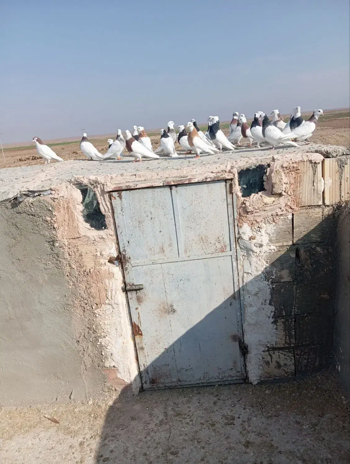 ۲۷عدد طوقی پرشی|پرنده|سبزوار, امیر کبیر|دیوار