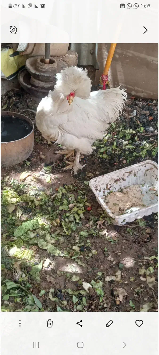 فروش دو عدد مرغ لهستانی|حیوانات مزرعه|شیراز, پشم شیشه|دیوار