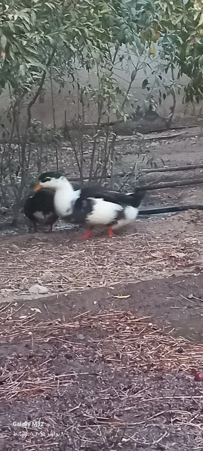 قاز اردک خروس|حیوانات مزرعه|پاکدشت, پاکدشت (مامازند)|دیوار