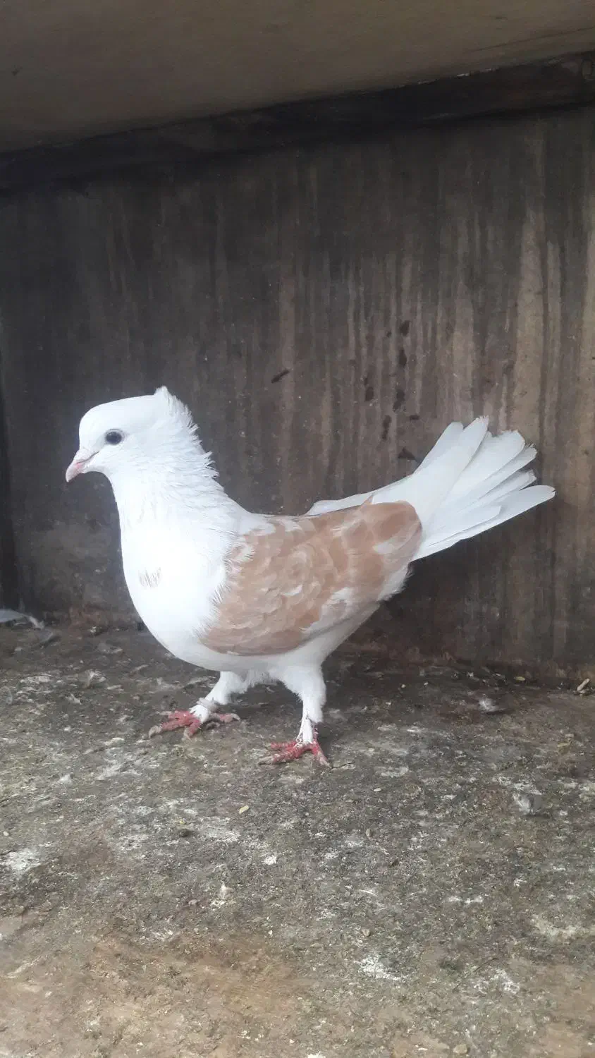 دو عدد ماده پرشی|پرنده|چمستان, |دیوار