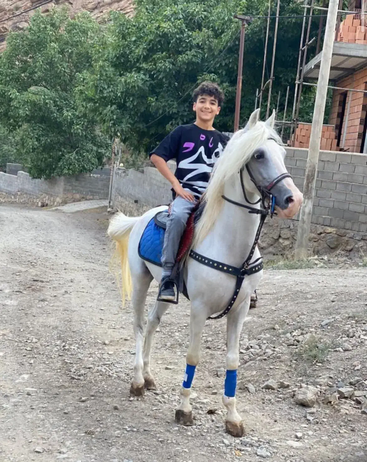 اسب عرب ایرانی|اسب و تجهیزات اسبسواری|آمل, |دیوار