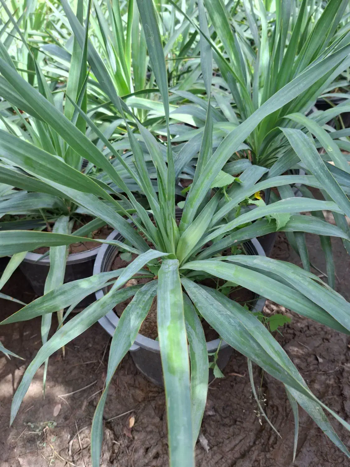 گیاه یوکا باغچه ای سطل۱۰|گل و گیاه طبیعی|تهران, عباسآباد|دیوار