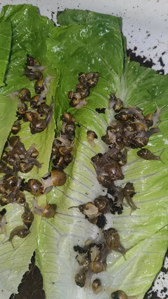 حلزون|خزنده|اهواز, زیتون کارمندی|دیوار