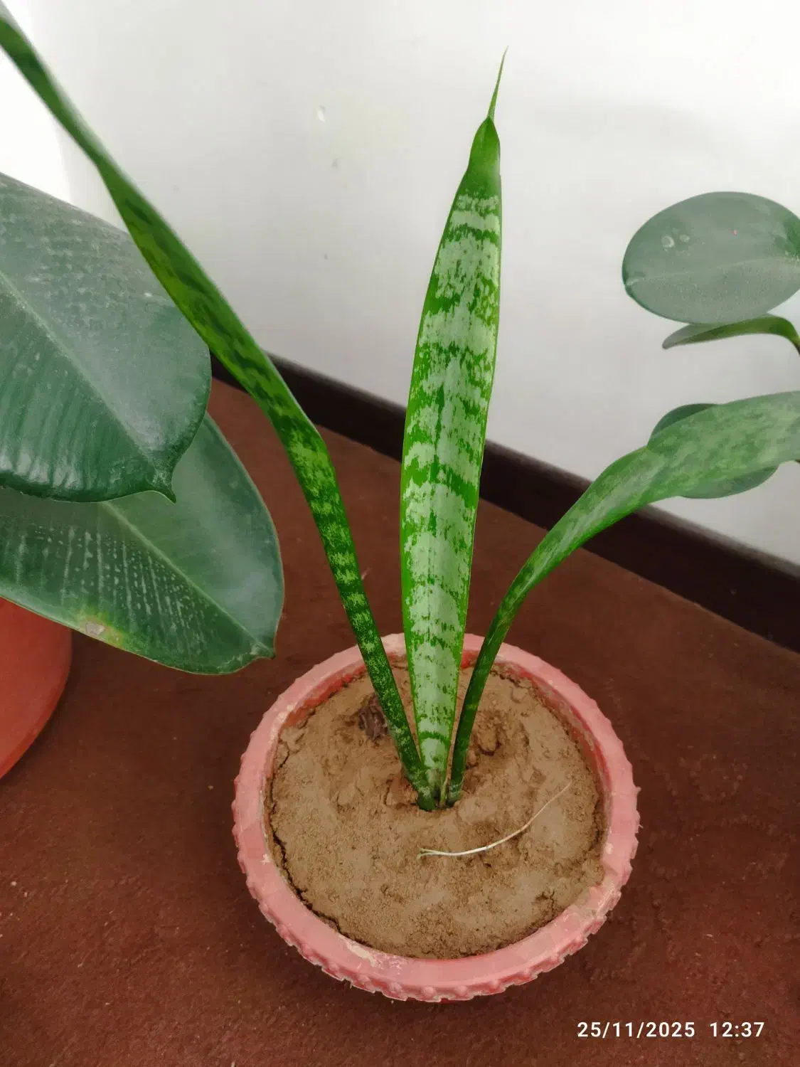 گل‌های زیبا|گل و گیاه طبیعی|شهرکرد, |دیوار