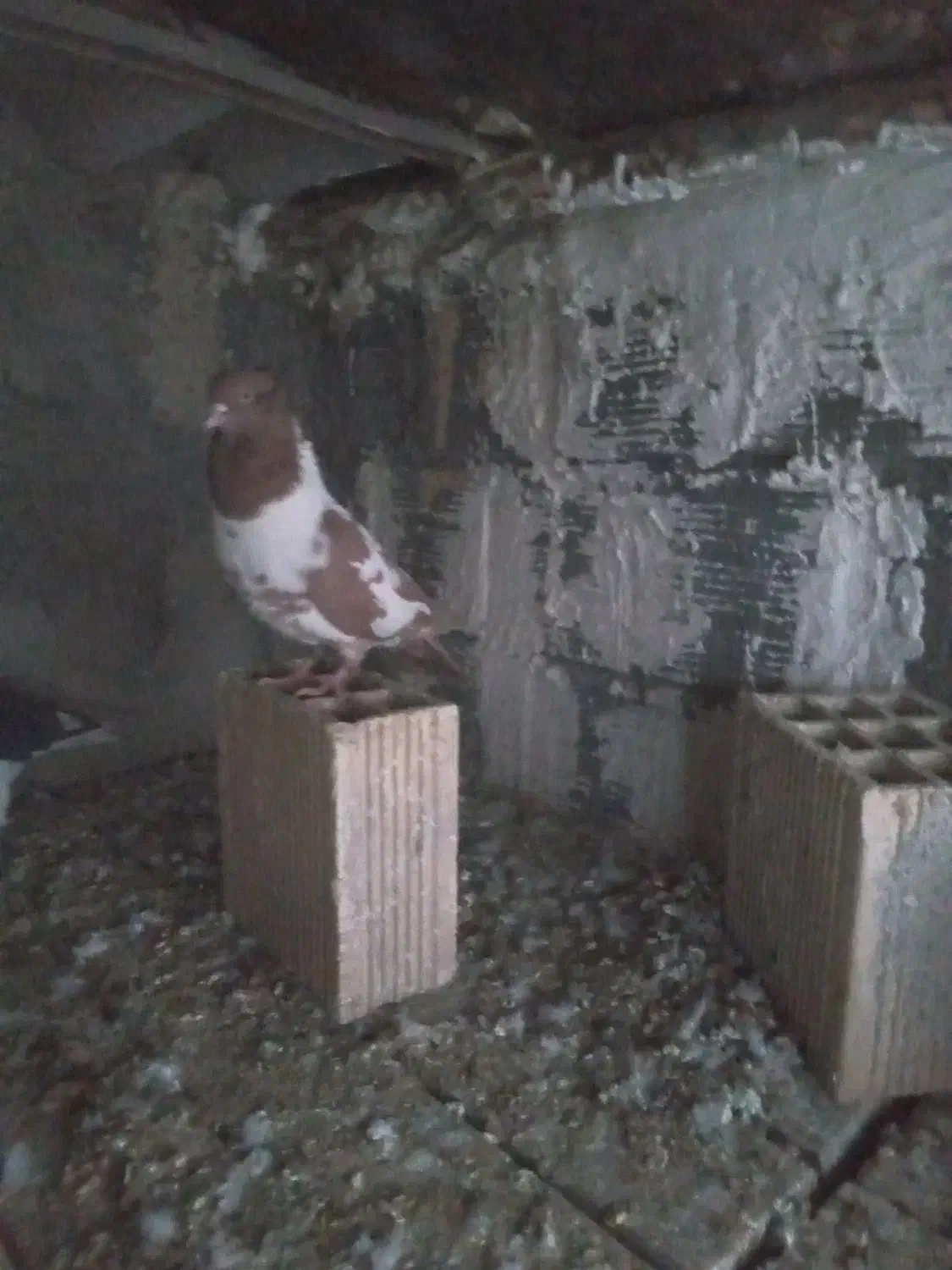 فروش کبوتر تزیینی|پرنده|شهرکرد, |دیوار