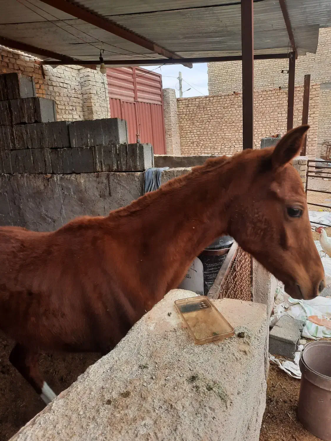 گره اسب|اسب و تجهیزات اسب‌سواری|یزد, |دیوار