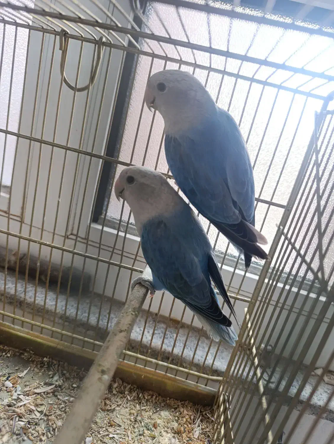 برزیلی مولد و جوجه ده|پرنده|تبریز, |دیوار