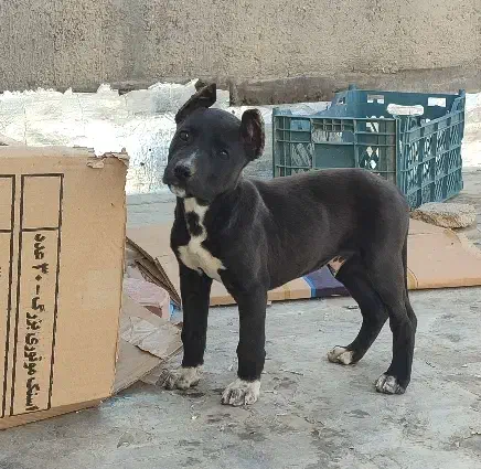 پیتبول|سگ|شاهرود, |دیوار
