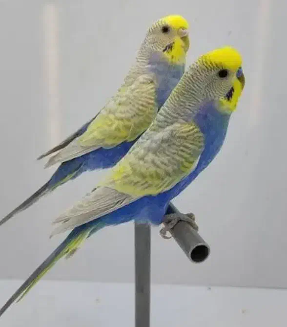 سه جفت مرغ.عشق اسپانگل|پرنده|شیروان (خراسان), |دیوار