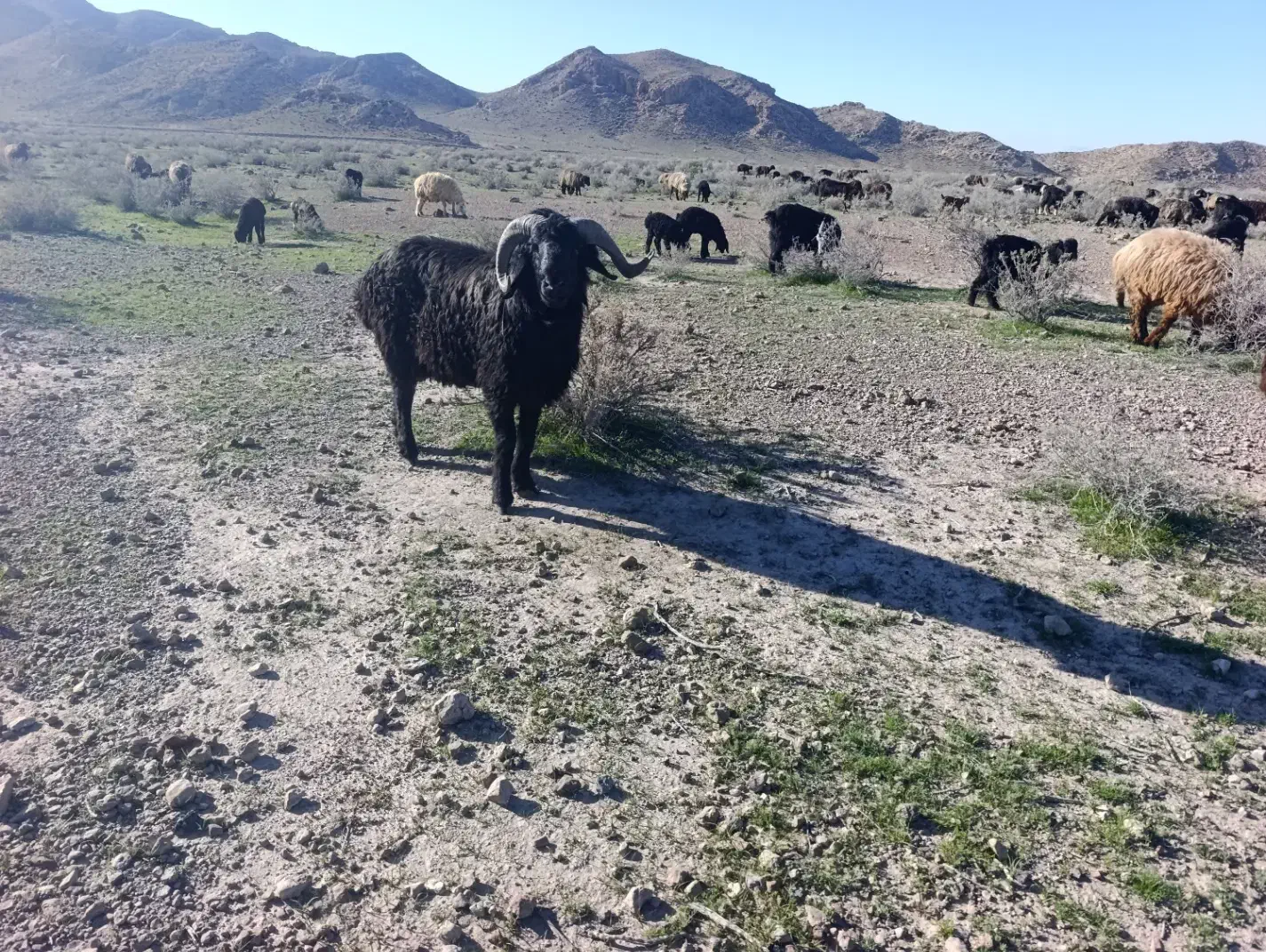 قوچ بزری|حیوانات مزرعه|داراب, |دیوار