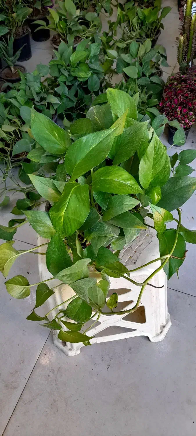 پتوس کاسه ای بزرگ رونده آویز پُر برگ|گل و گیاه طبیعی|قم, نیروگاه|دیوار