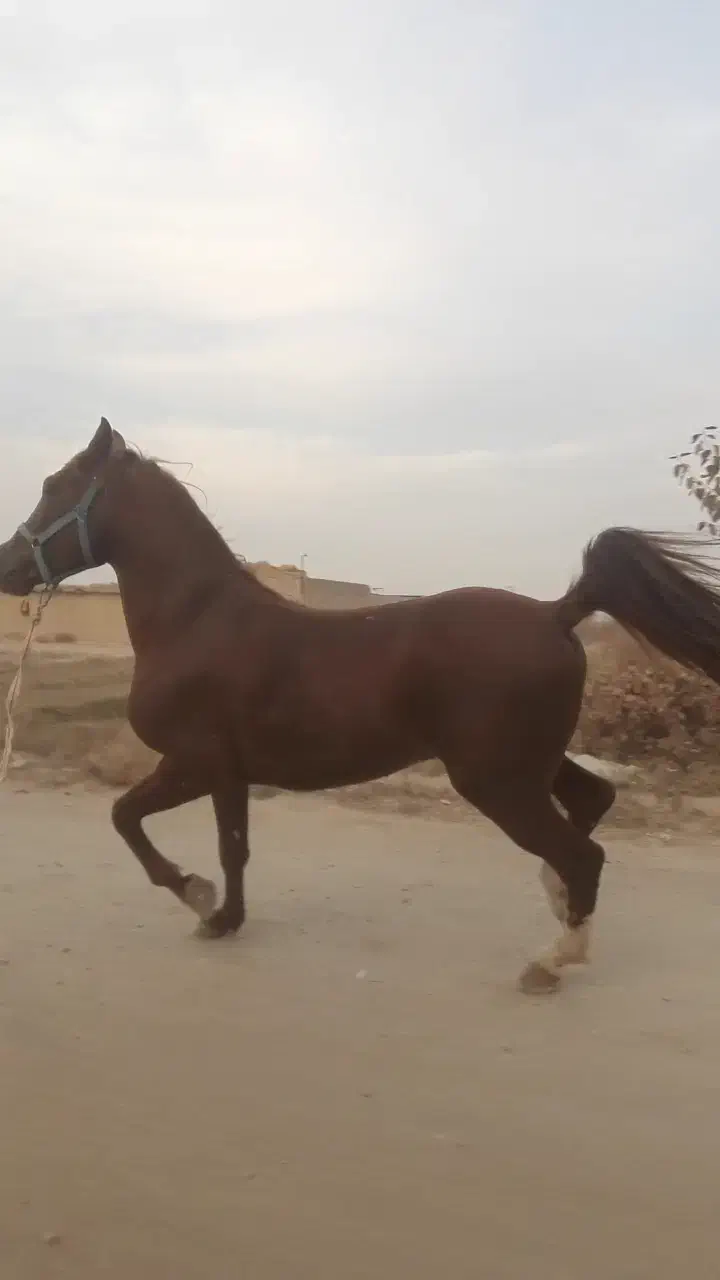 نریون ۴سال|اسب و تجهیزات اسب‌سواری|شاهین‌شهر, گزبرخوار|دیوار