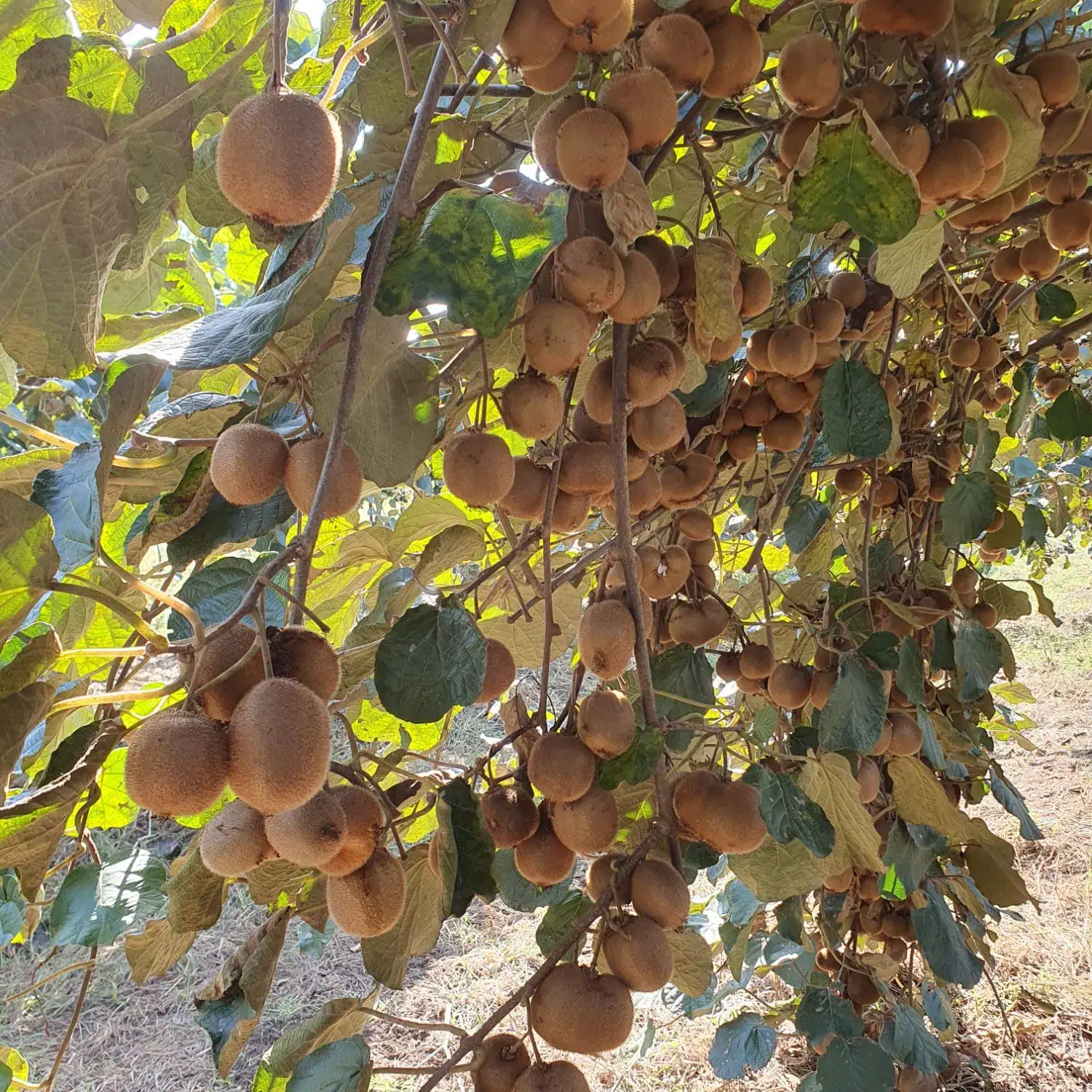 فروش کیوی هایوارد|خوردنی و آشامیدنی|بندر انزلی, چهارفریضه|دیوار