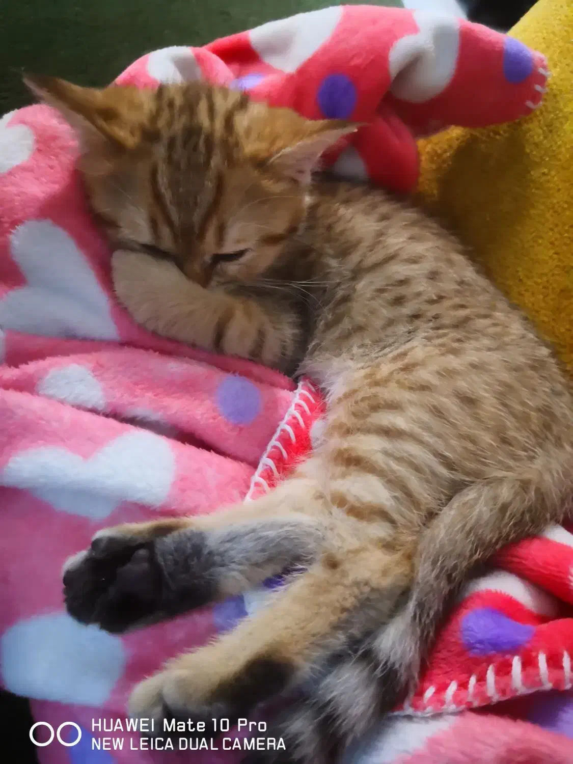 گربه بریتیش|گربه|تهران, اکباتان|دیوار