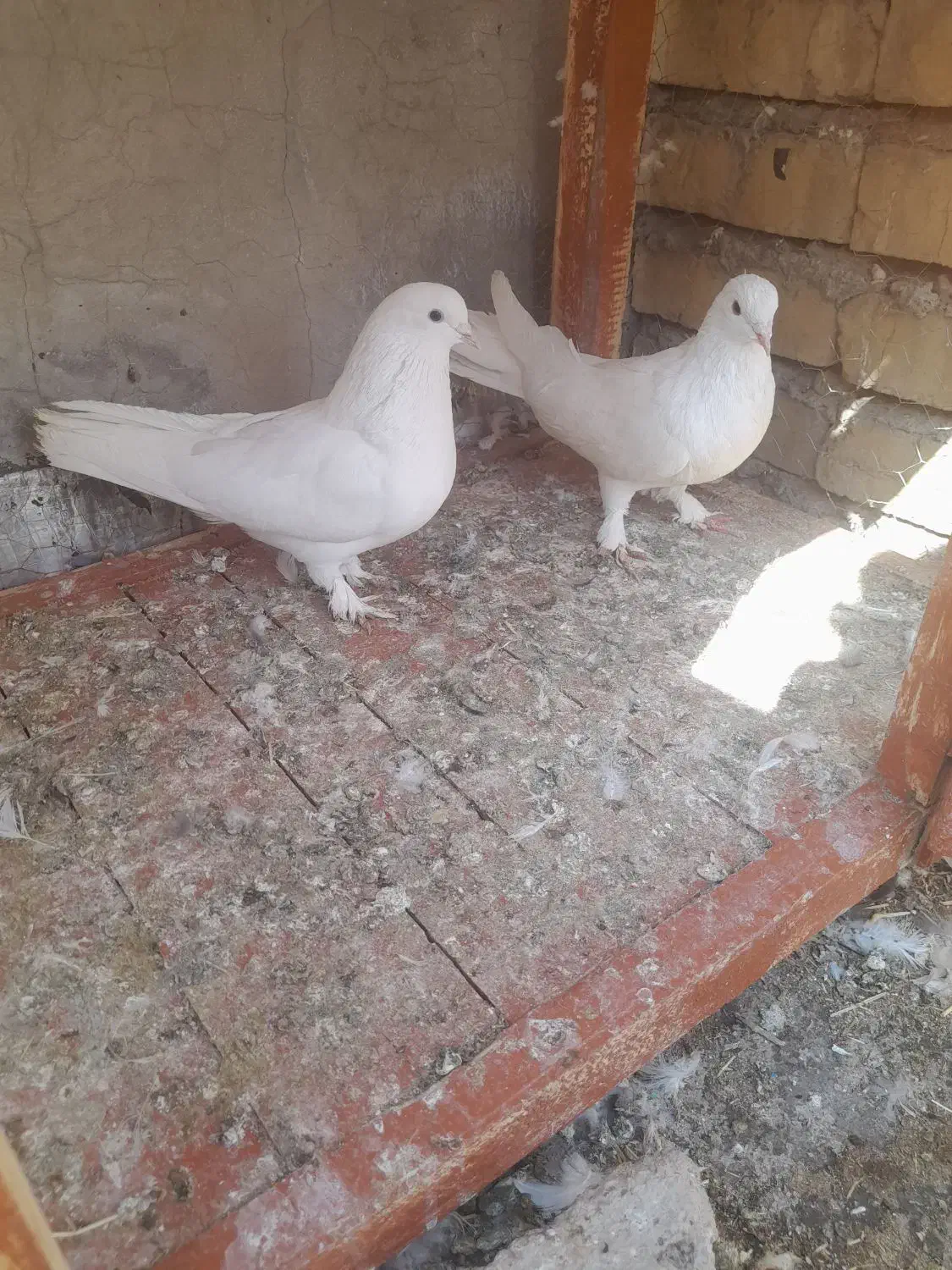 کبوتر  سفید پر|پرنده|شهرکرد, |دیوار