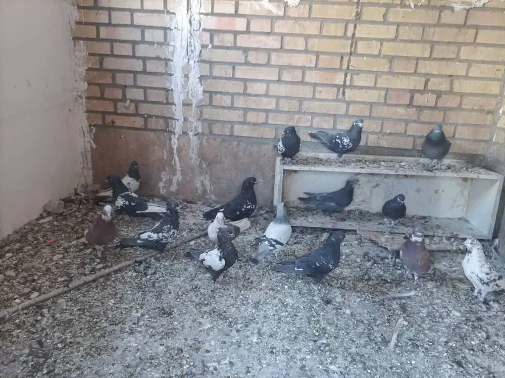 کفتر سینه ای|پرنده|خاوران, |دیوار