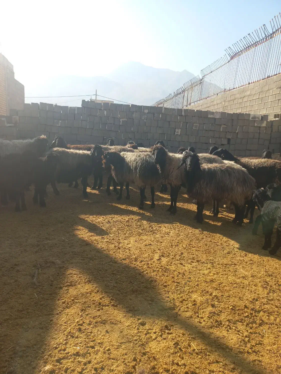 گوسفند|حیوانات مزرعه|جهرم, |دیوار