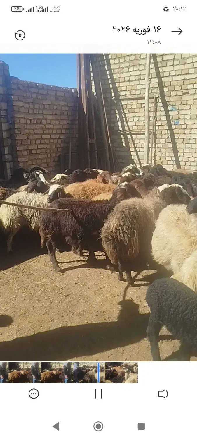 ۵۹ را میش|حیوانات مزرعه|قیدار, |دیوار