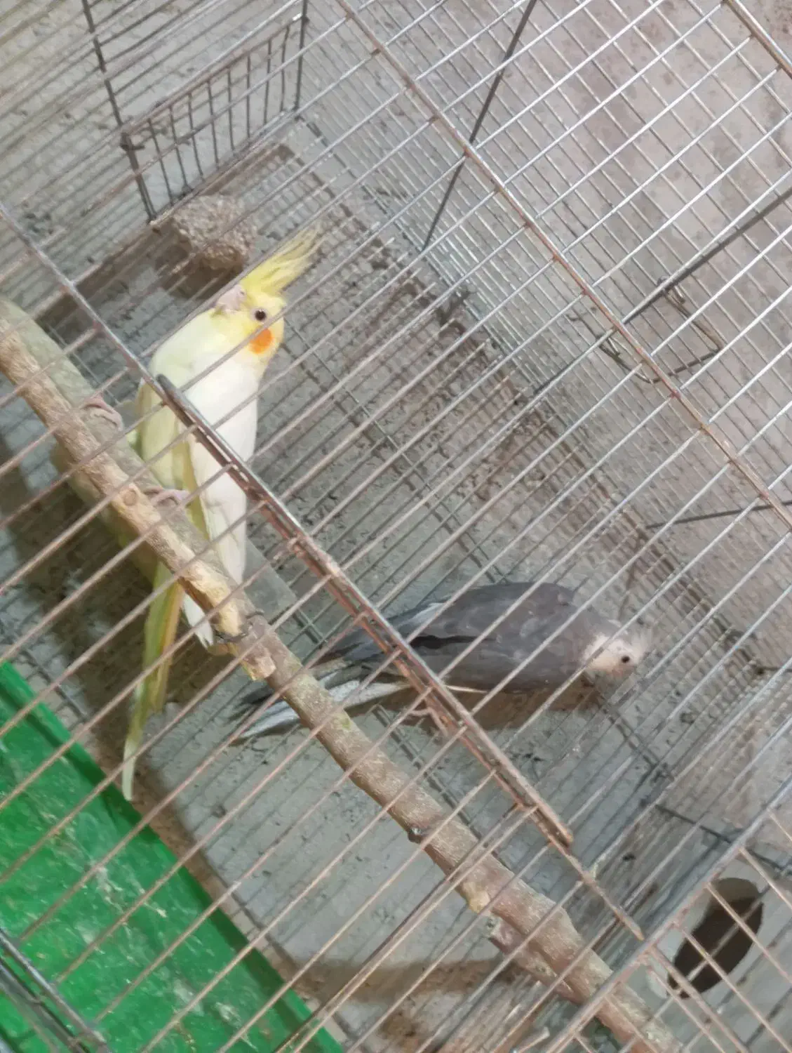 پرنده|پرنده|ایرانشهر, |دیوار