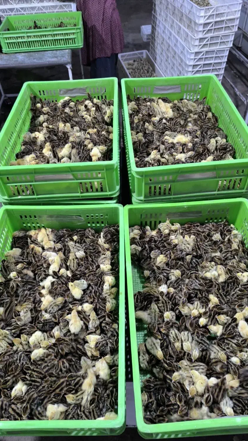 بلدرچین یکروزه|حیوانات مزرعه|خسروشاه, |دیوار