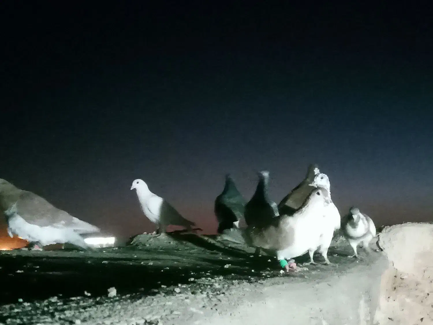 کبوتر پرشی ضربه|پرنده|شهرآباد, |دیوار