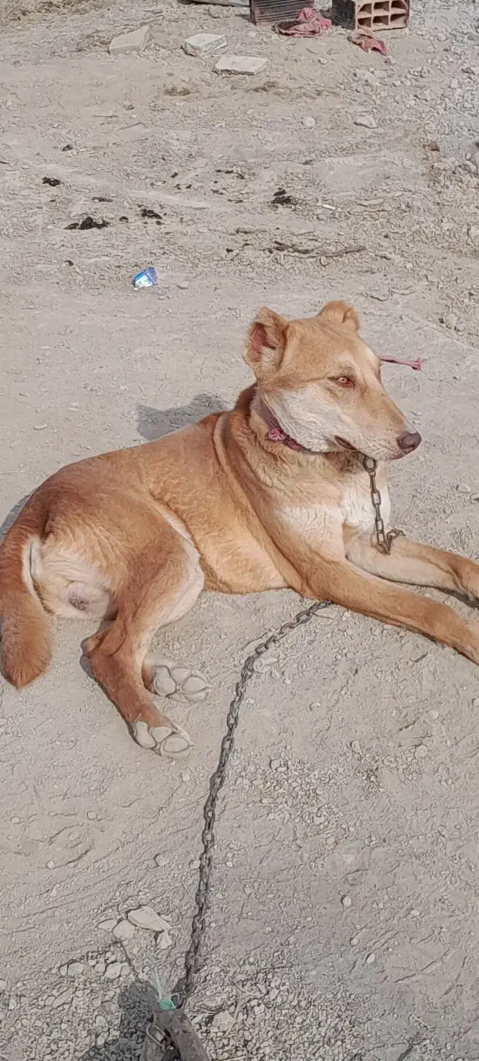 سگ فروشی|سگ|شیروان (خراسان), |دیوار