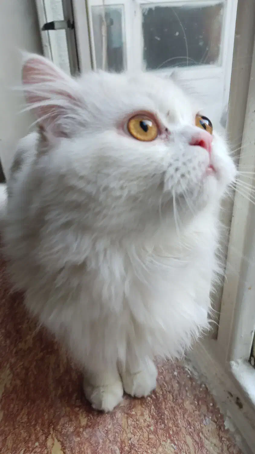 گربه پرشین نر|گربه|تبریز, |دیوار