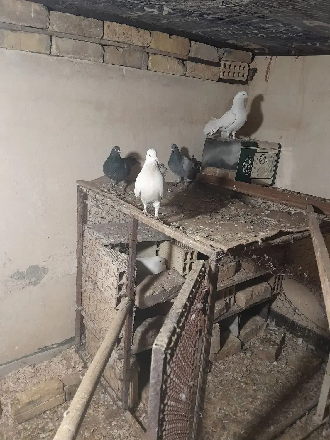 کفتر|پرنده|اصفهان, شهرک کوثر|دیوار