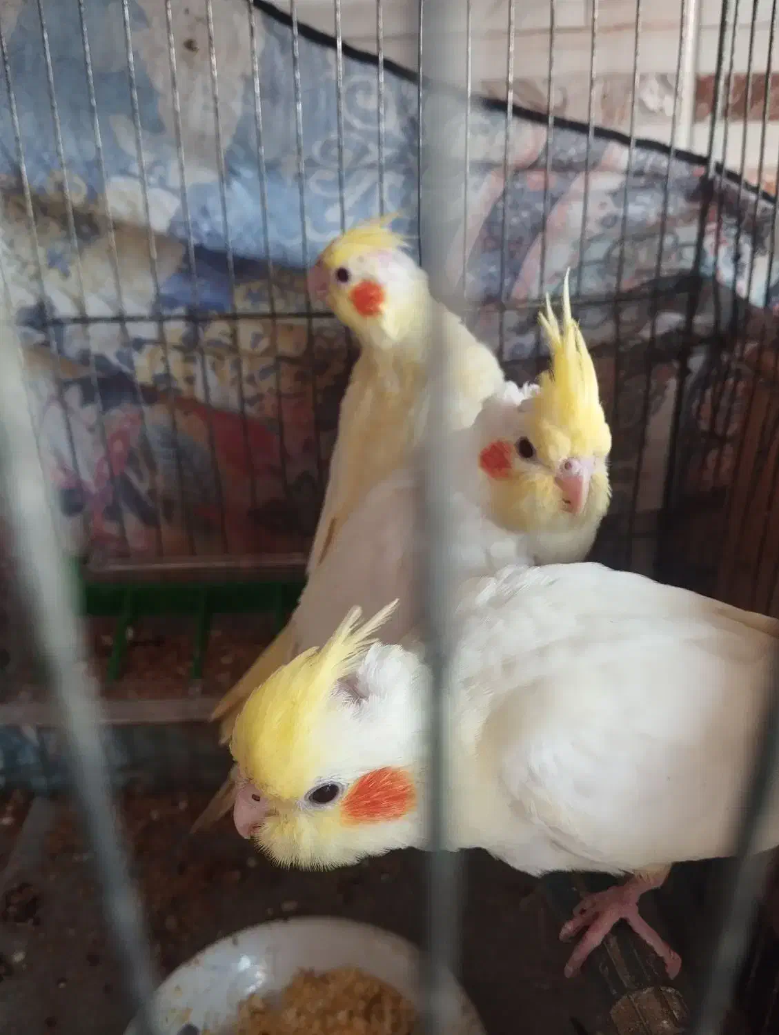 طوطی عروس سه ماه دست آموز|پرنده|رشت, جماران|دیوار