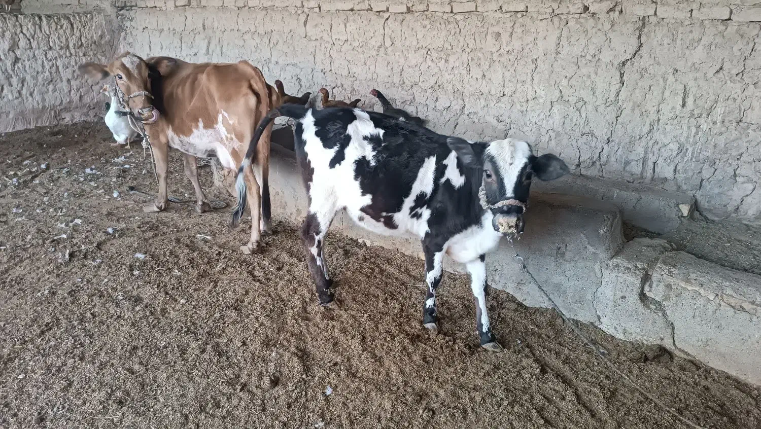 گاو و گوساله|حیوانات مزرعه|خمک, |دیوار