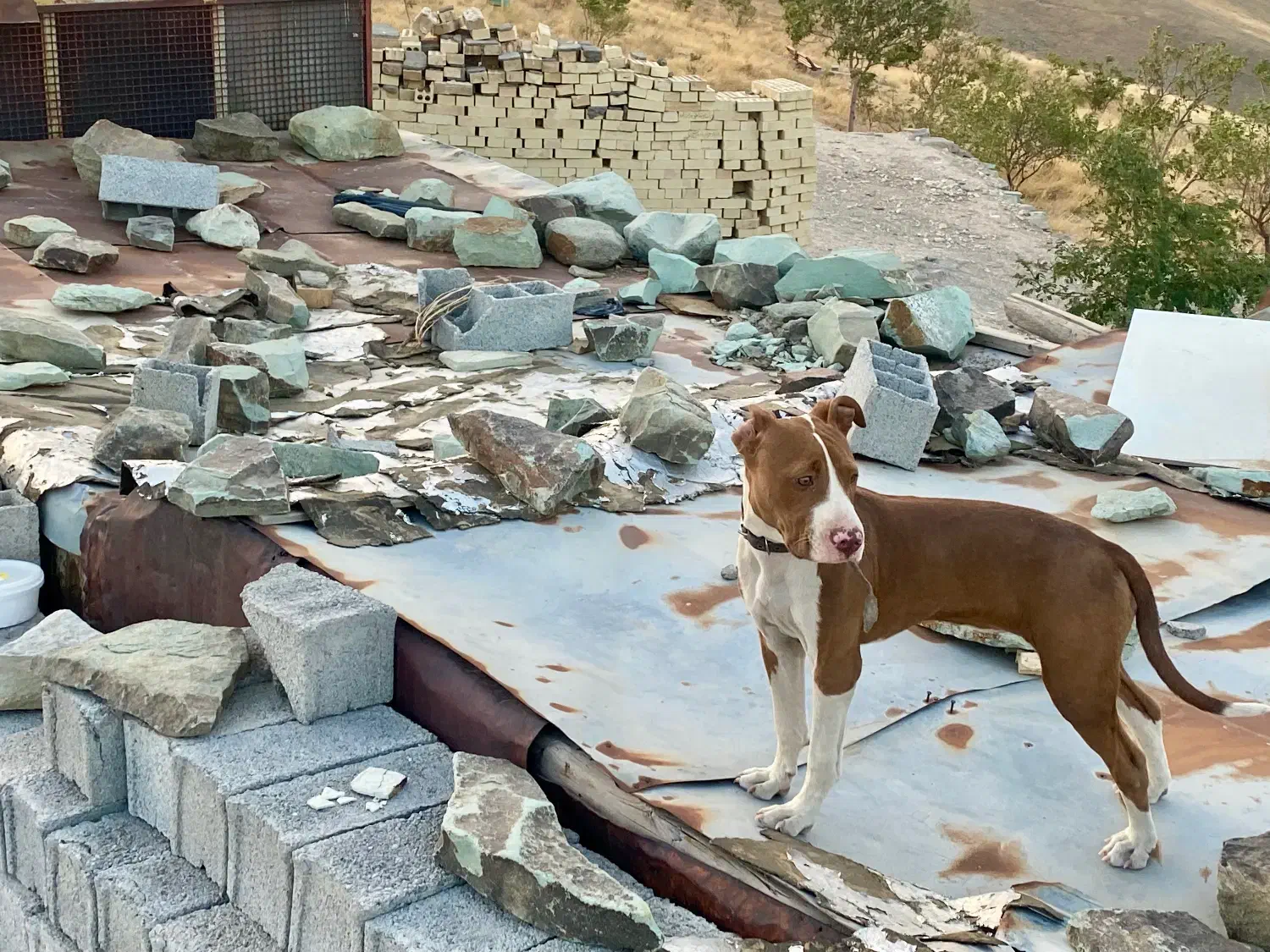 سگ گم شده|حیوانات|قزوین, |دیوار