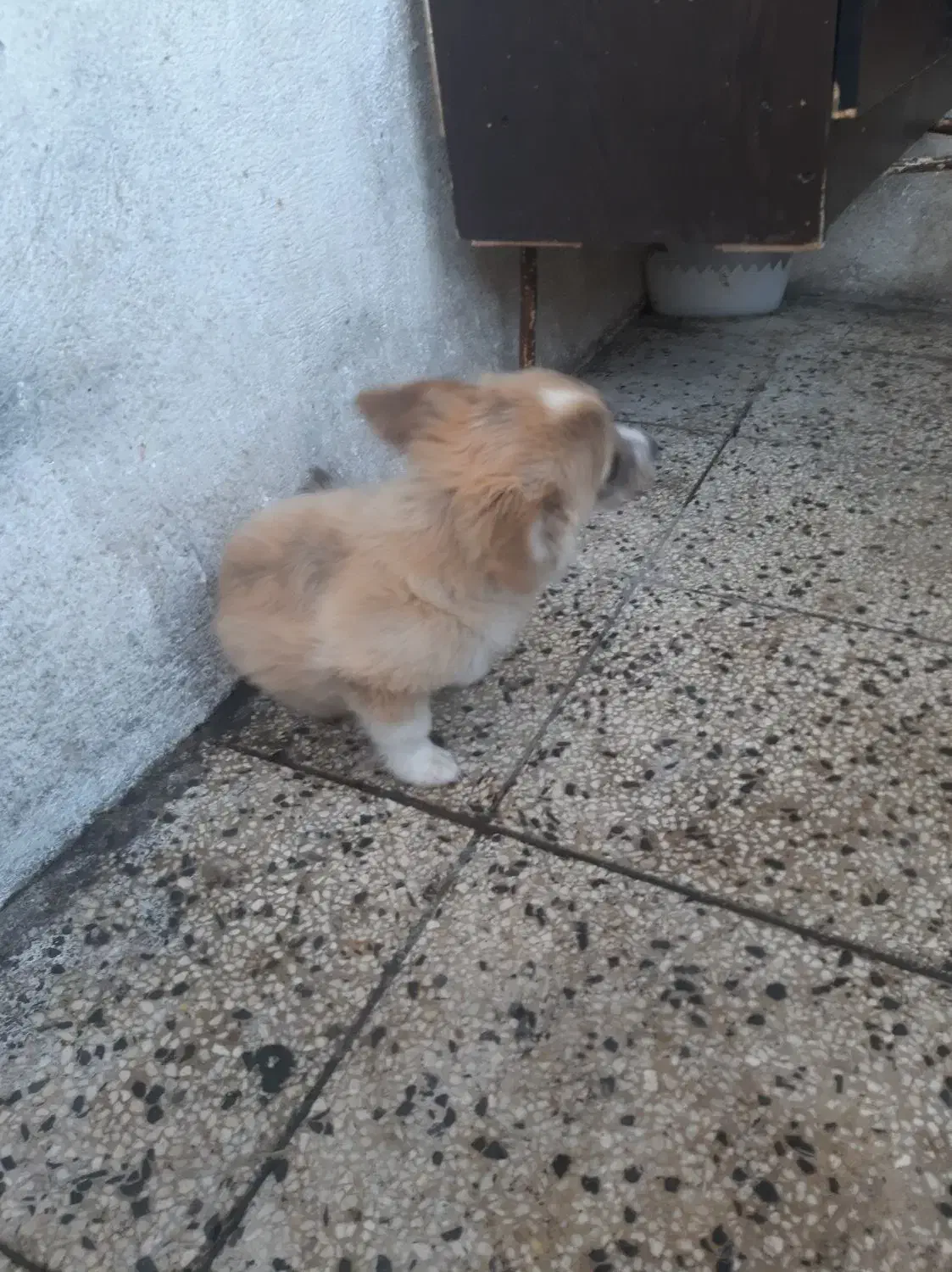 سگ خارجی نژادپاگ|سگ|یاسوج, |دیوار