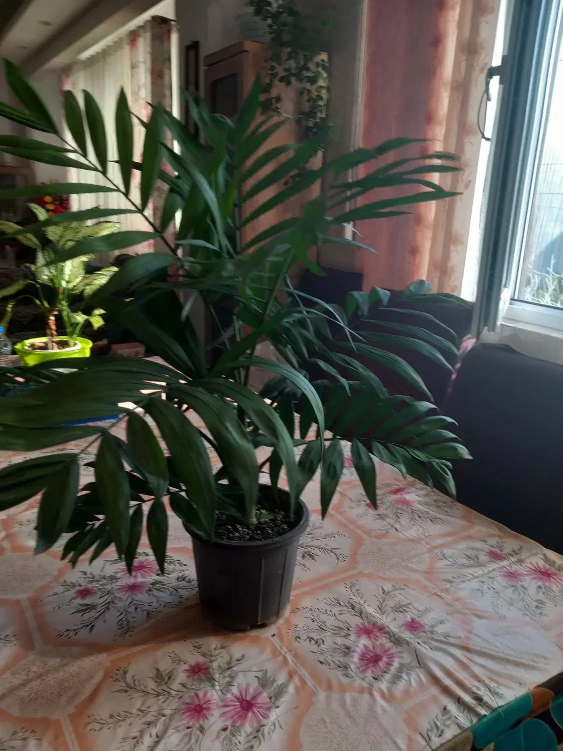 فروش تعدادی گل های زیبا آپارتمانی و مقاوم|گل و گیاه طبیعی|لاهیجان, مهرگان|دیوار