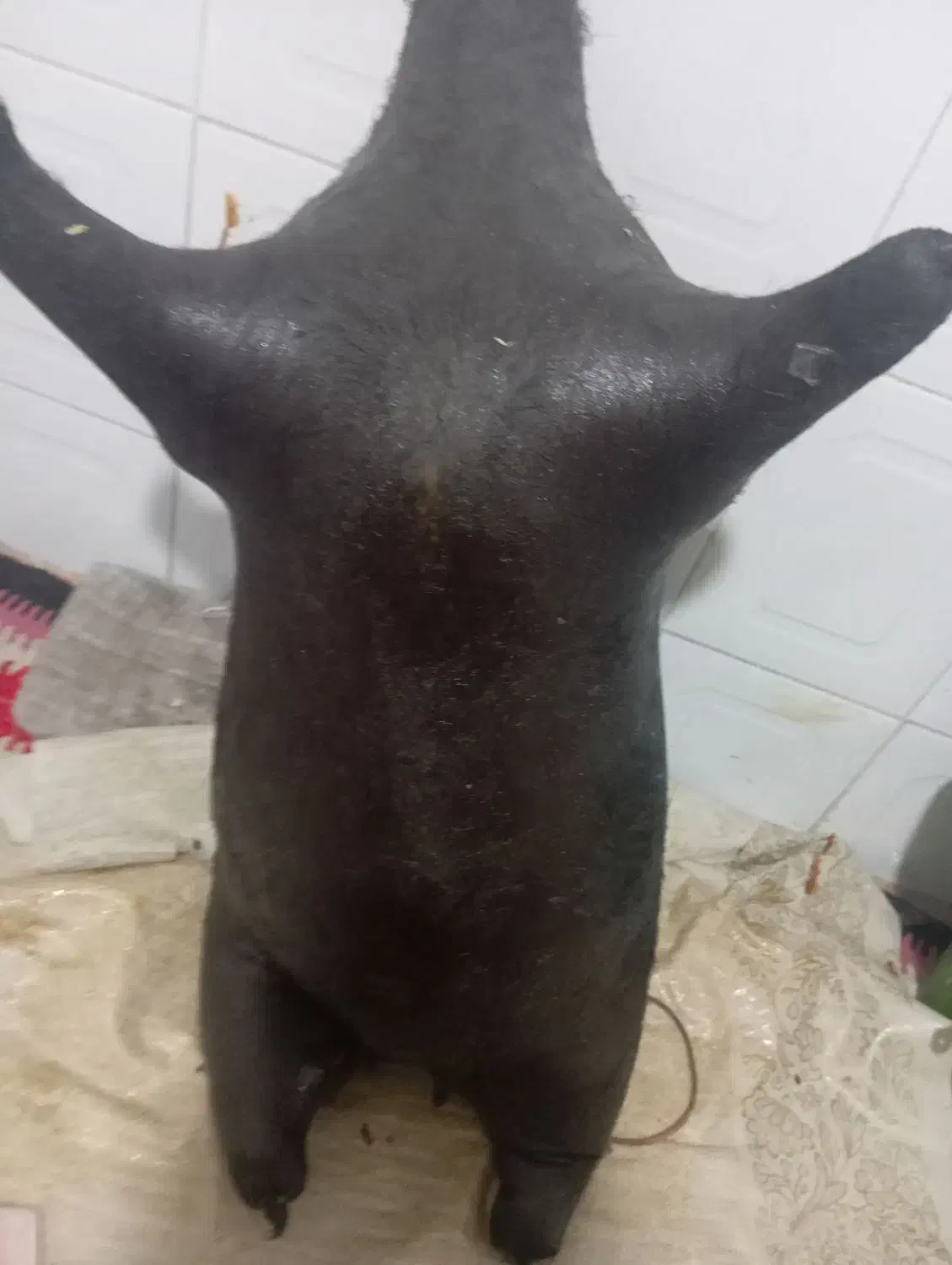 هیزه|سایر لوازم برقی|کوهدشت, |دیوار