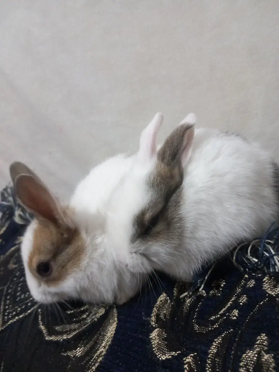 بچه خرگوش|موش و خرگوش|یزد, |دیوار