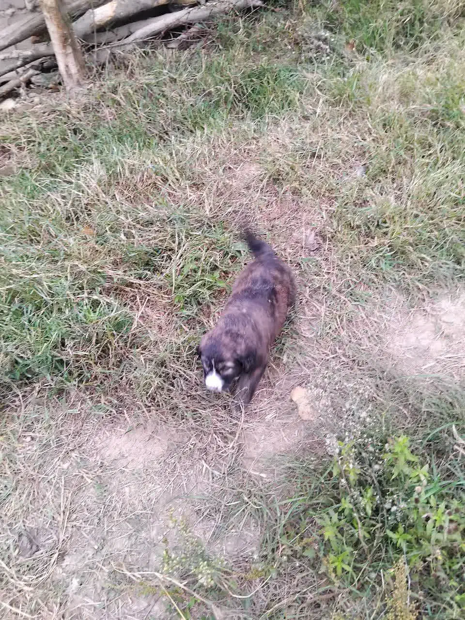 واگذاری سگ نر|سگ|توتکابن, |دیوار