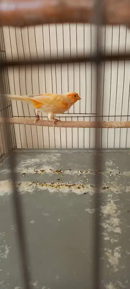 قناری نر پرتغالی|پرنده|اصفهان, قائمیه|دیوار