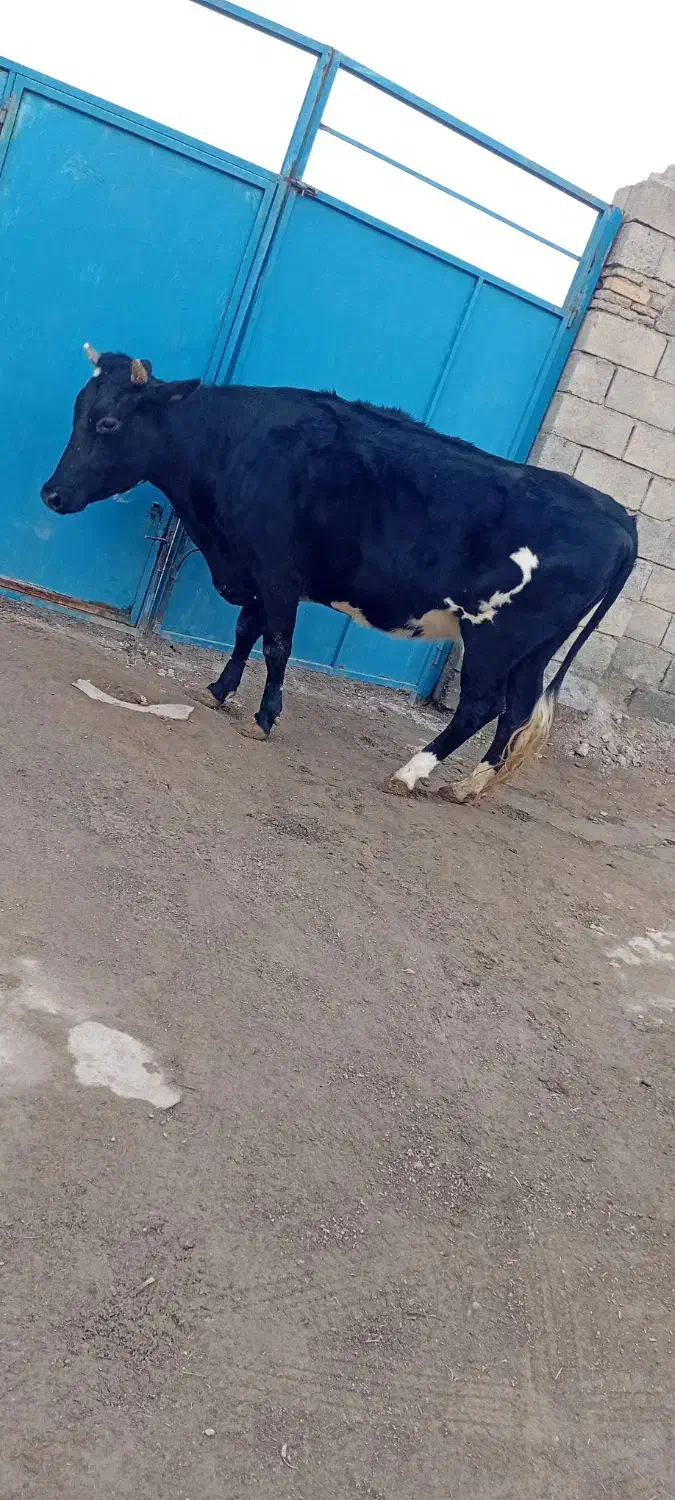 گاومحلیجوان|حیوانات مزرعه|انزل, |دیوار