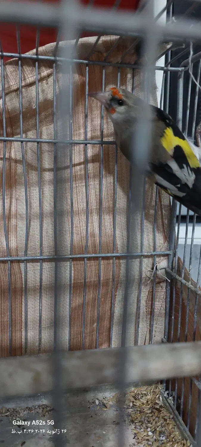 پرنده|پرنده|تربت جام, حافظ|دیوار